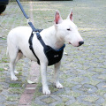 Chaleco de seguridad para coche de lujo Arnés para perros Vehículo de viaje Mascota Liebre con cinturón de seguridad